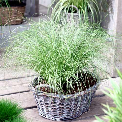 Осока Амазон Мист изображение 1 артикул 68813