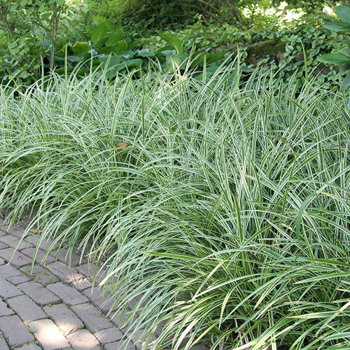 Осока Айс Дэнс изображение 1 артикул 3979