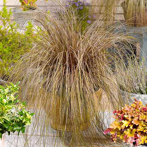 Осока Бронко изображение 1 артикул 71494