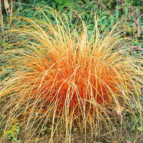 Осока Бронз Перфекшн изображение 1 артикул 68814