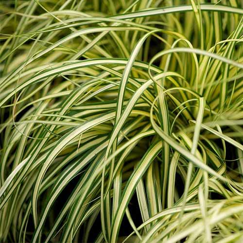 Осока Эвеголд изображение 1 артикул 01171