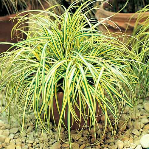 Осока Эверголд изображение 1 артикул 4750