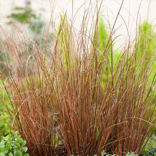 Осока Красный петух, семена изображение 1 артикул 65851