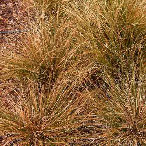 Осока Красный петух, семена изображение 2 артикул 65851