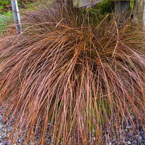 Осока Красный петух, семена изображение 3 артикул 65851