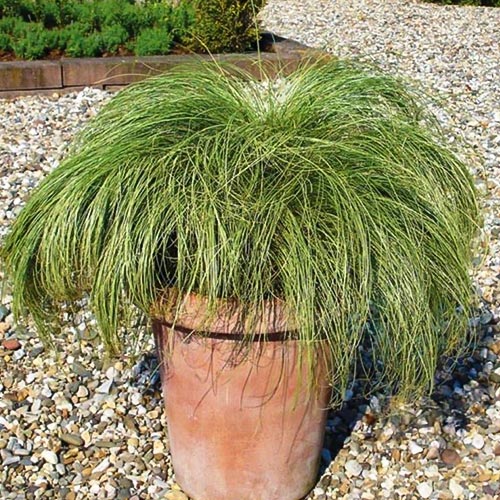 Осока Мист Амазон, семена изображение 1 артикул 93238