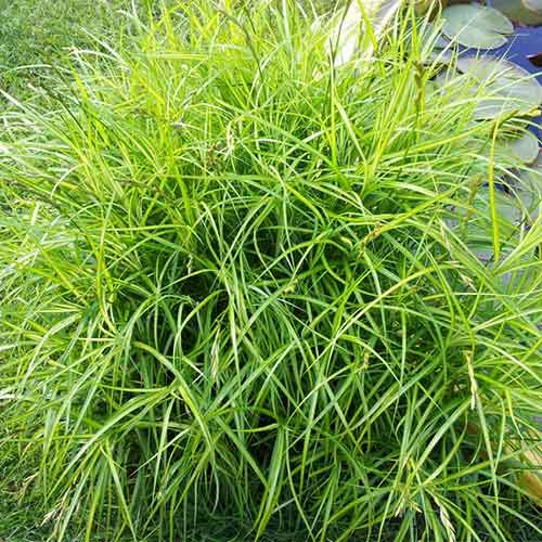 Осока пальмолистная изображение 1 артикул 01389