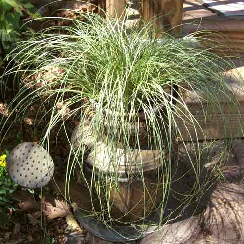 Осока власовидная Амазон Мист, семена изображение 2 артикул 66309