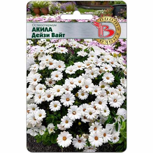 Остеоспермум Акила Дейзи Вайт Биотехника изображение 1 артикул 40433