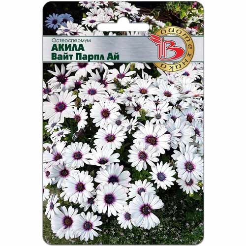 Остеоспермум Акила Вайт Парпл Ай Биотехника изображение 1 артикул 40432