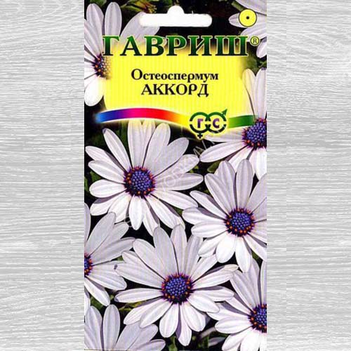 Остеоспермум Аккорд изображение 1 артикул 73880