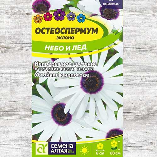 Остеоспермум Небо и лед изображение 1 артикул 81701