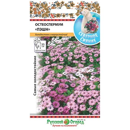 Остеоспермум Пэшн, смесь окрасок изображение 1 артикул 92595