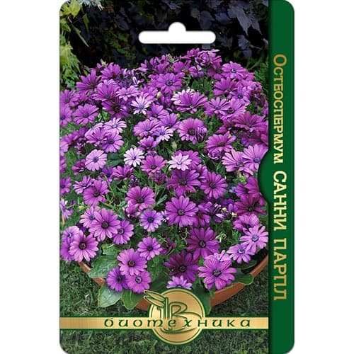 Остеоспермум Санни Парпл Биотехника изображение 1 артикул 91595