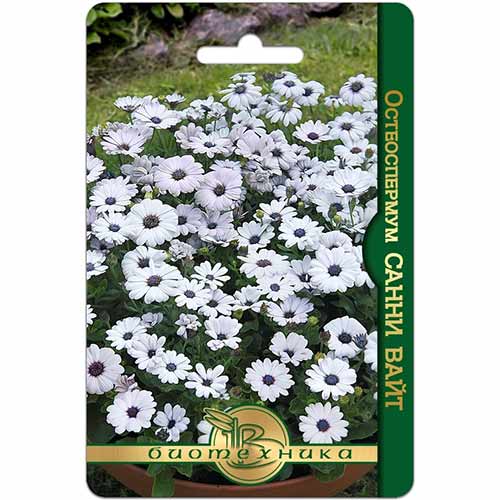 Остеоспермум Санни Вайт Биотехника артикул фото 1 Остеоспермум Санни Вайт Биотехника изображение 1 артикул 74836
