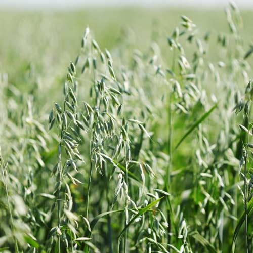 Овес посевной, семена изображение 1 артикул 65691