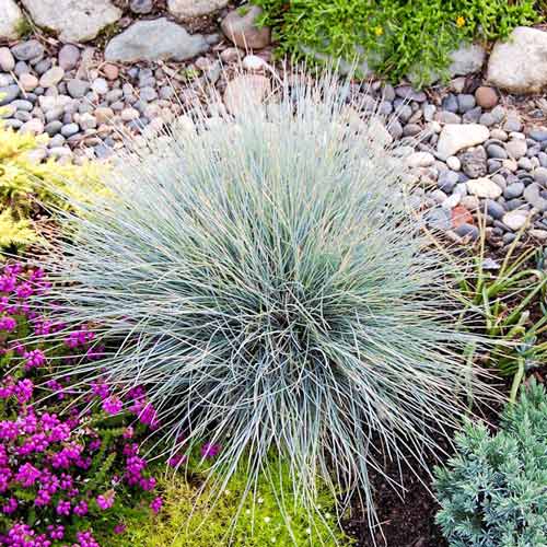 Овсяница Голубая кочка, семена изображение 1 артикул 69960