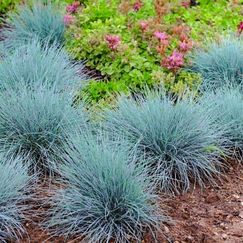 Овсяница голубая изображение 1 артикул 9080