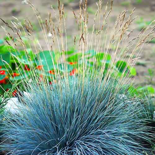 Овсяница Фестина изображение 1 артикул 68725