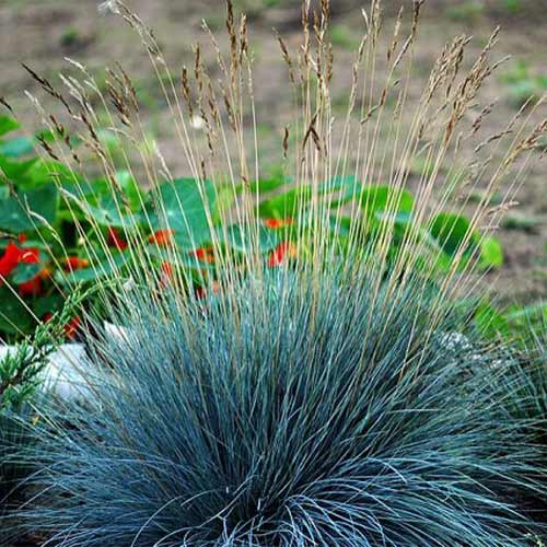 Овсяница сизая Фестина изображение 1 артикул 01385