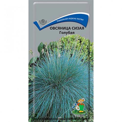 Овсяница сизая Голубая, семена изображение 1 артикул 93076