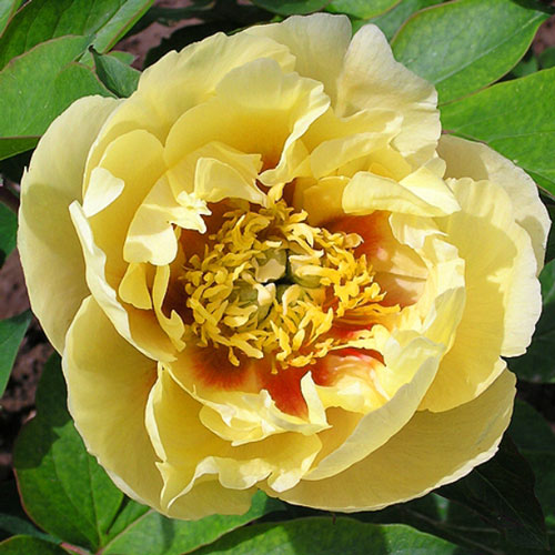 Пион-Ито Ориентал Голд изображение 1 артикул 7254