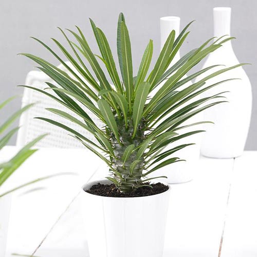 Пахиподиум Ламера изображение 1 артикул 71347