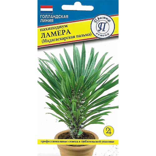 Пахиподиум (мадагаскарская пальма) Ламера Престиж изображение 1 артикул 98005