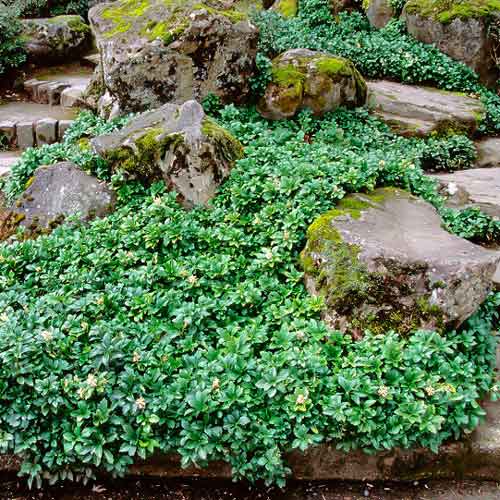 Пахизандра Грин Шин изображение 1 артикул 68740