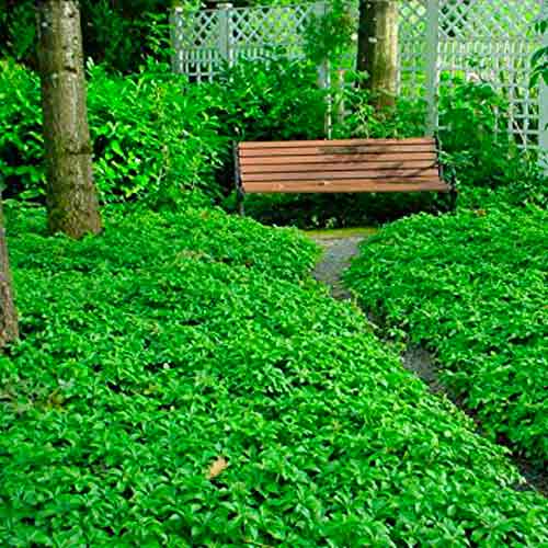 Пахизандра верхушечная Грин Карпет изображение 2 артикул 68739