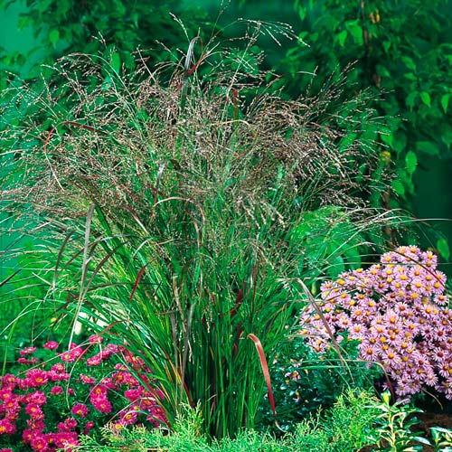 Просо Хеви Метал изображение 1 артикул 7255