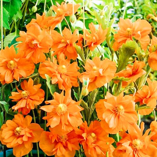 Папавер Танжерин Парфайт  изображение 1 артикул 69962