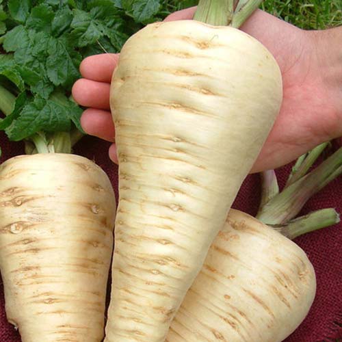 Пастернак Русский Размер Русский огород НК изображение 1 артикул 69908