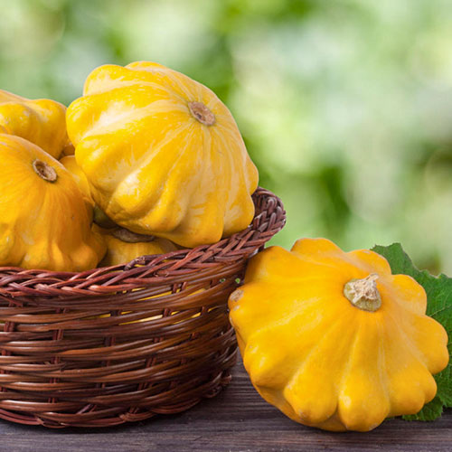Патиссон Копейка Premium Seeds артикул фото 1 Патиссон Копейка Premium Seeds изображение 1 артикул 83798