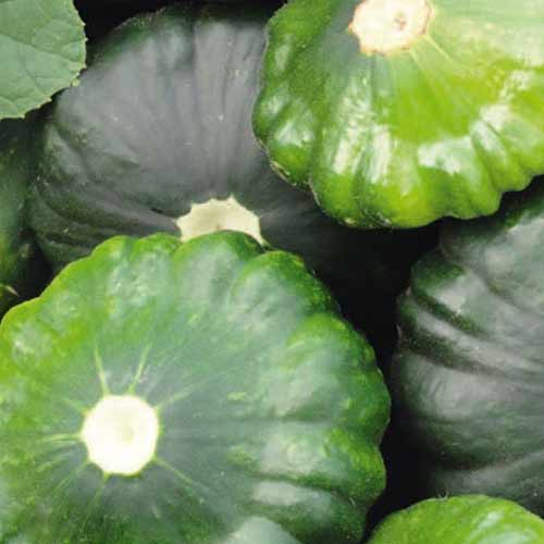 Патиссон Шартрез F1 Русский огород НК изображение 1 артикул 69909