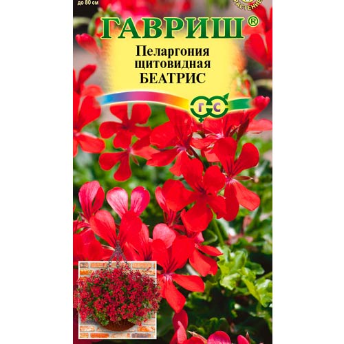 Пеларгония ампельная Беатрис Гавриш изображение 1 артикул 87919