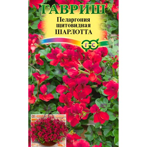 Пеларгония ампельная Шарлотта Гавриш артикул фото 1 Пеларгония ампельная Шарлотта Гавриш изображение 1 артикул 87922