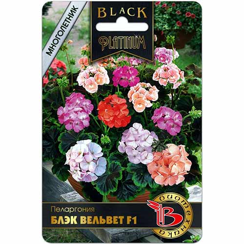 Пеларгония Блэк Вельвет F1, смесь окрасок Биотехника изображение 1 артикул 84627