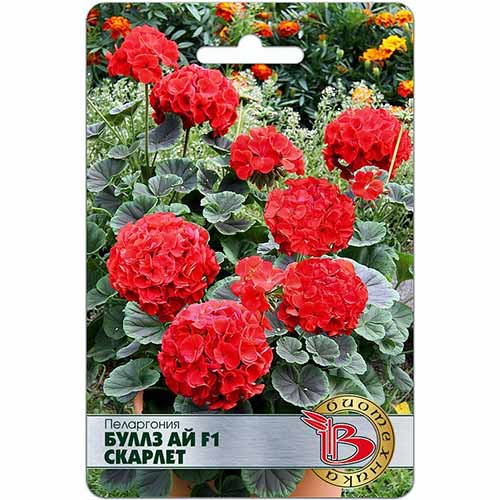 Пеларгония Буллз Ай Скарлет F1 Биотехника артикул фото 1 Пеларгония Буллз Ай Скарлет F1 Биотехника изображение 1 артикул 74099