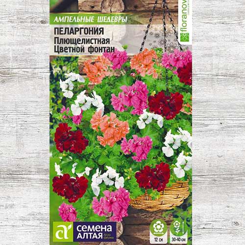 Пеларгония Цветной фонтан, смесь окрасок артикул фото 1 Пеларгония Цветной фонтан, смесь окрасок изображение 1 артикул 81708