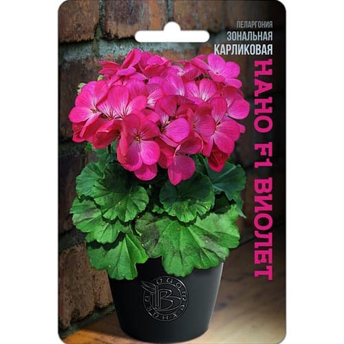 Пеларгония карликовая Нано Виолет F1, семена изображение 1 артикул 91597
