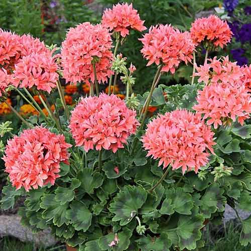 Пеларгония Квантум Салмон F1 артикул фото 1 Пеларгония Квантум Салмон F1 изображение 1 артикул 74103