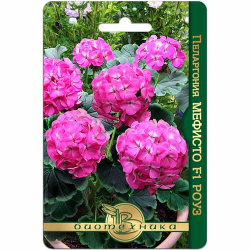 Пеларгония Мефисто Роуз F1 Биотехника изображение 1 артикул 74838