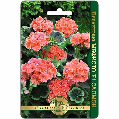Пеларгония Мефисто Салмон F1 Биотехника артикул фото 1 Пеларгония Мефисто Салмон F1 Биотехника изображение 1 артикул 74839