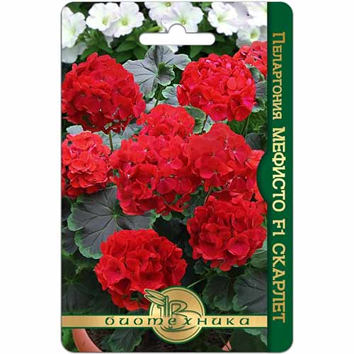Пеларгония Мефисто Скарлет F1 Биотехника артикул фото 1 Пеларгония Мефисто Скарлет F1 Биотехника изображение 1 артикул 74840