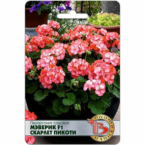 Пеларгония Мэверик Скарлет F1 Биотехника артикул фото 1 Пеларгония Мэверик Скарлет F1 Биотехника изображение 1 артикул 84641