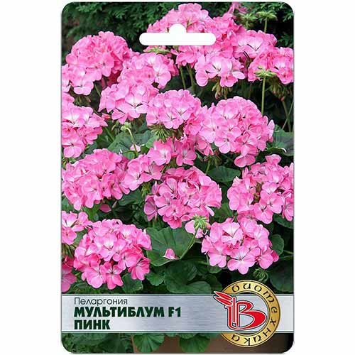 Пеларгония Мультиблум Пинк F1 Биотехника артикул фото 1 Пеларгония Мультиблум Пинк F1 Биотехника изображение 1 артикул 84636