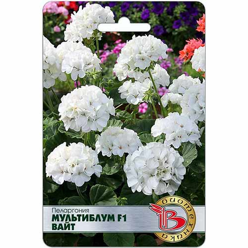 Пеларгония Мультиблум Вайт F1 Биотехника изображение 1 артикул 84633