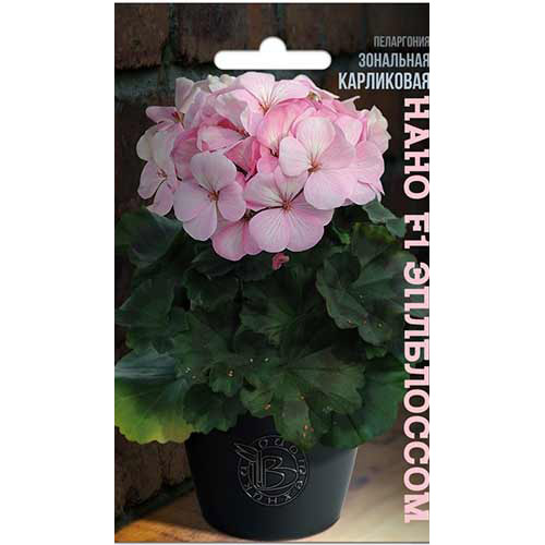 Пеларгония зональная карликовая Нано Эплблоссом F1 Биотехника артикул фото 1 Пеларгония зональная карликовая Нано Эплблоссом F1 Биотехника изображение 1 артикул 82698