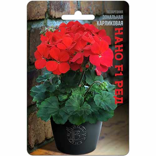 Пеларгония зональная карликовая Нано Ред F1 Биотехника изображение 1 артикул 84630